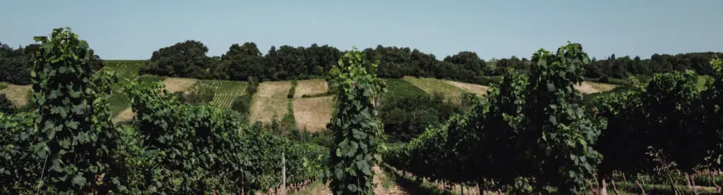 vignes-bordeaux